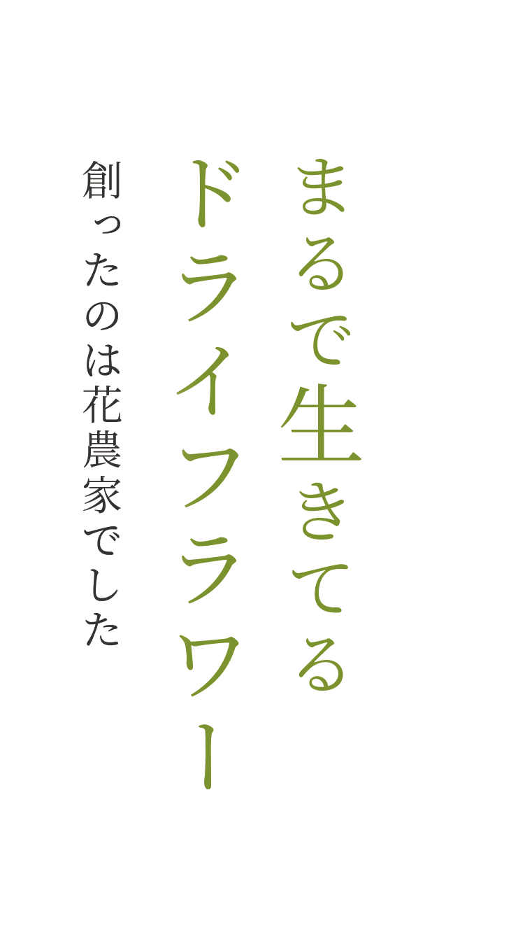 まるで生きてるドライフラワー 創ったのは花農家でした