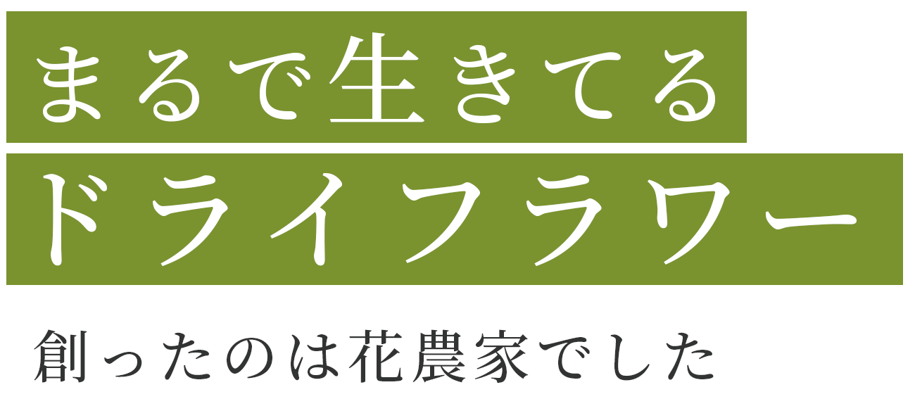 まるで生きてるドライフラワー 創ったのは花農家でした